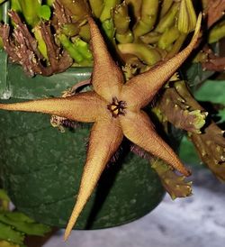 Schinz's Carrion Flower, Starfish Flower, Starfish Cactus, Stapelia schinzii var. angolensis, Ceropegia schinzii var. angolensis, Gonostemon schinzii var. angolensis